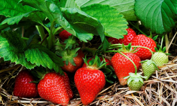 Не просто вкусно: 8 малоизвестных, но очень веских причин есть клубнику как можно чаще